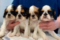Бесплатная вакцинация собак и кошек от бешенства в ветеринарных клиниках государственных лечебницах